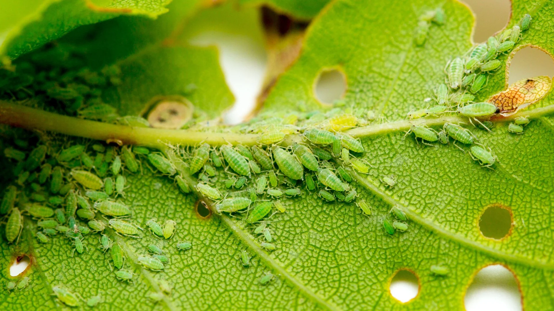 What Type of Insects Are Destroying My Trees in Southern California?