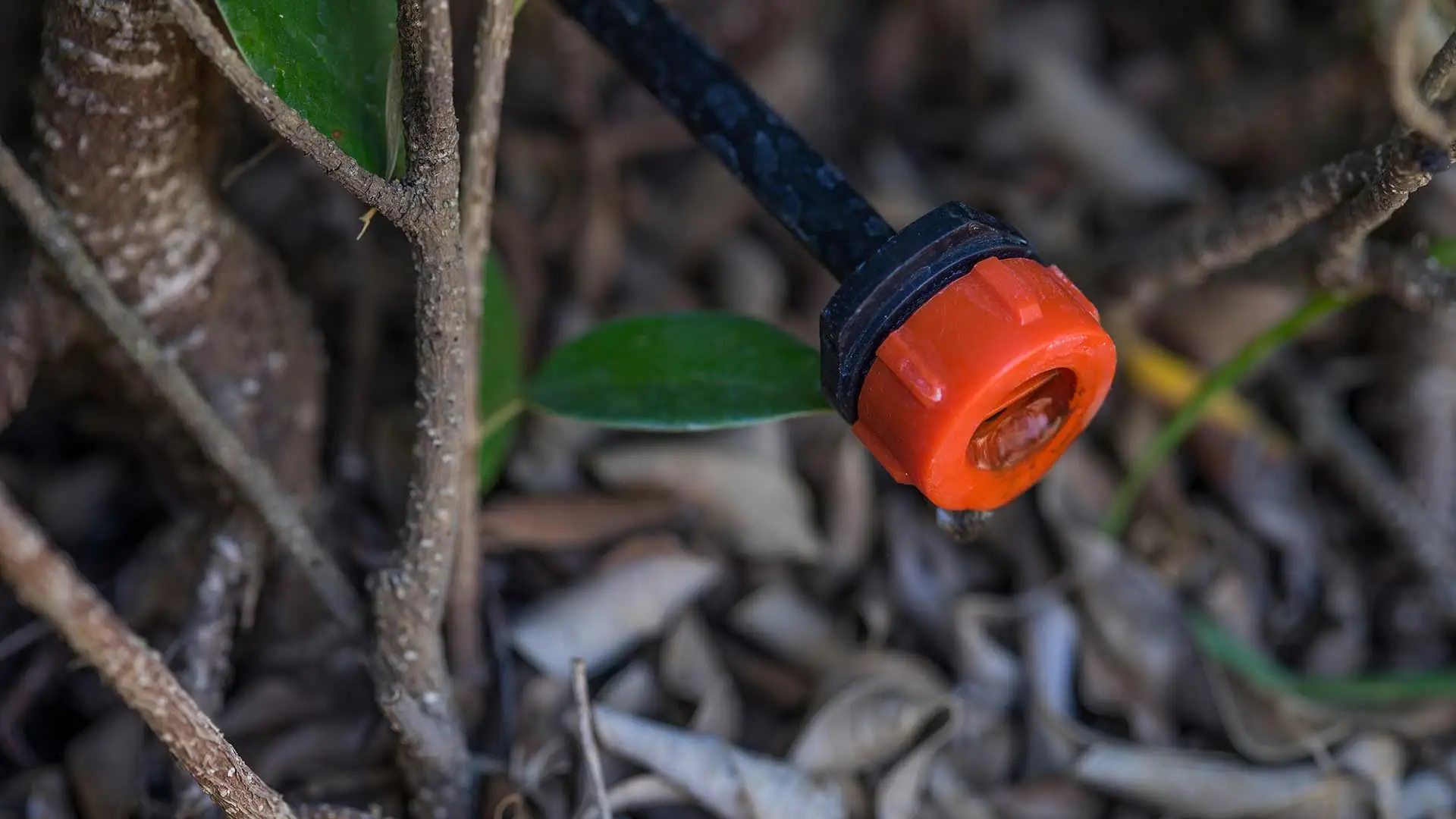 Drip irrigation system watering a tree near Rancho Santa Fe, CA.