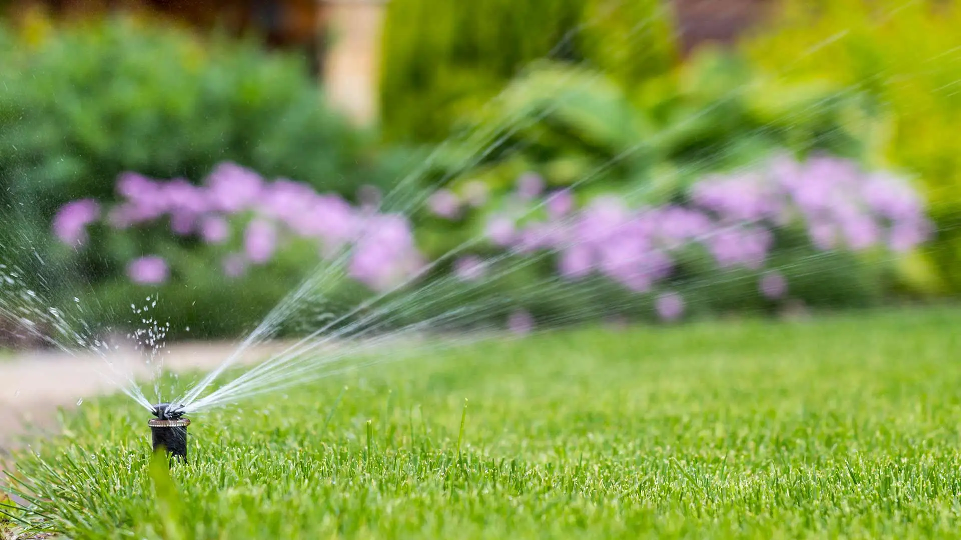 Irrigation sprinkler watering lawn grass near La Jolla, California.