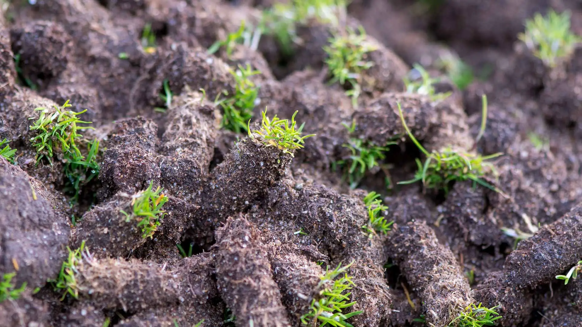 Lawn aeration soil plugs up close at a home in Encinitas, CA.