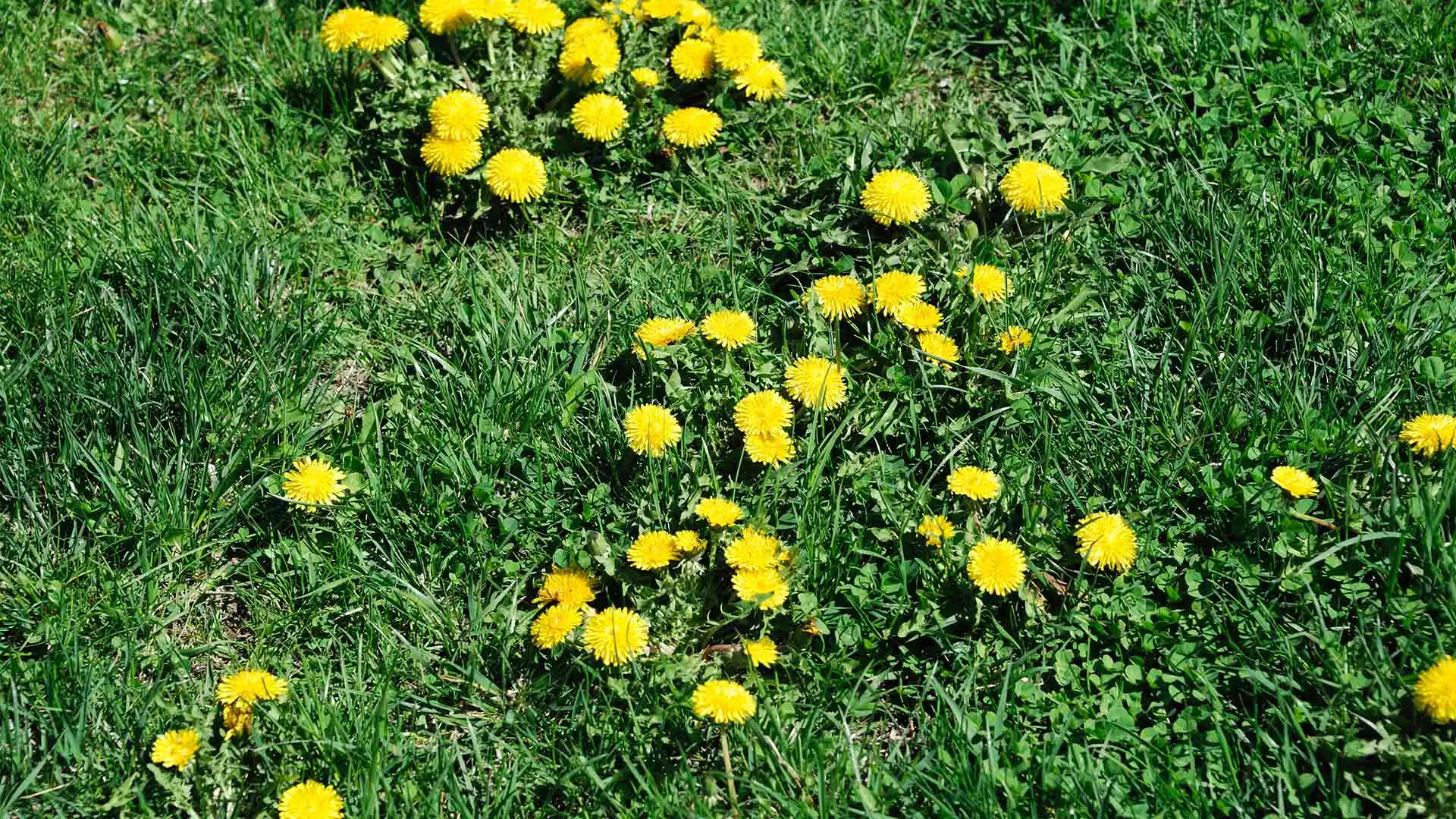 Lawn with clusters of dandelion weeds in La Jolla, California.