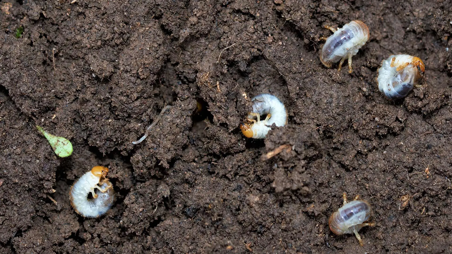 Lawn grubs found in a yard near Rancho Santa Fe, California.