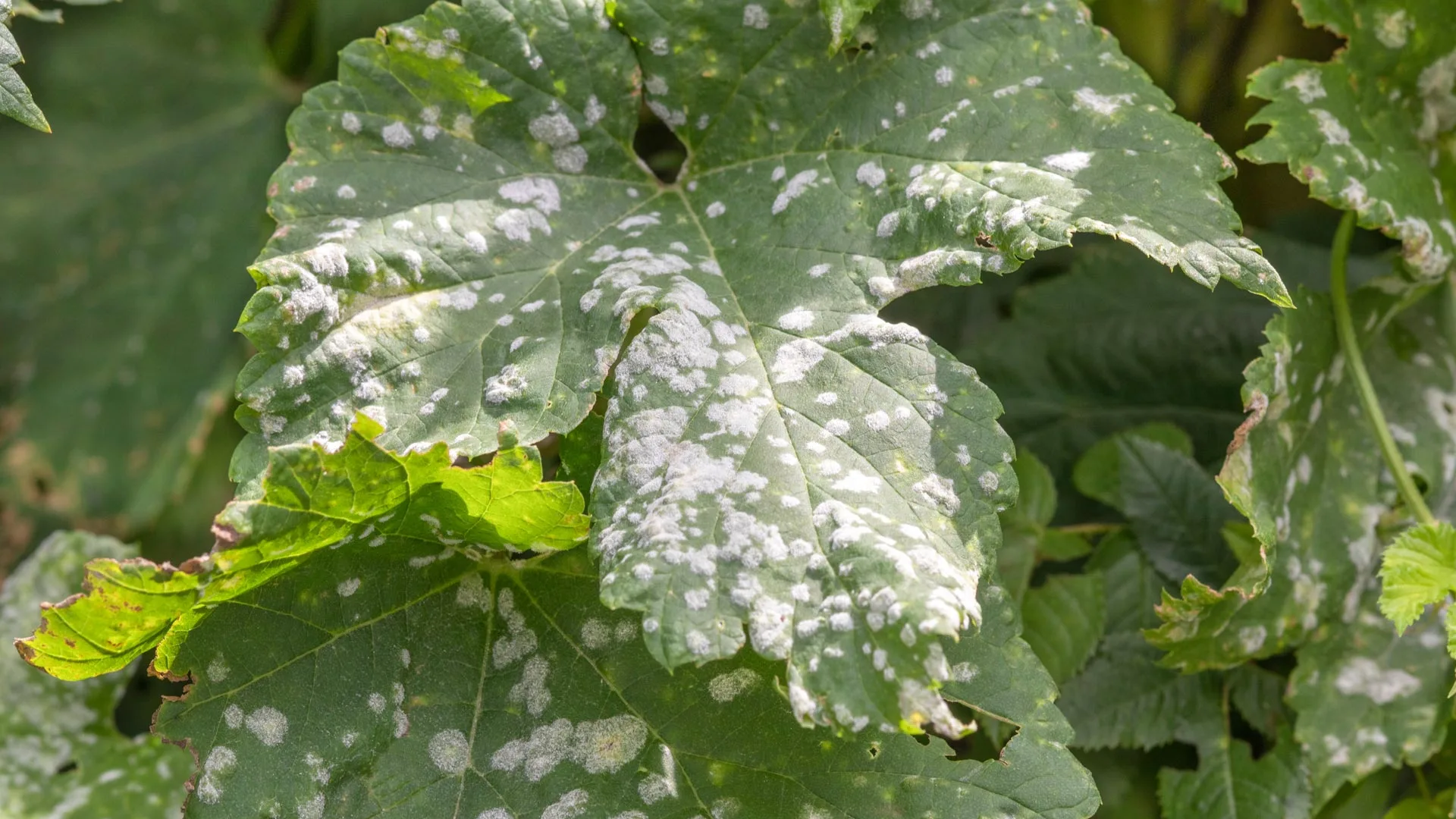 Diseased plant leaf in Del Mar, CA.
