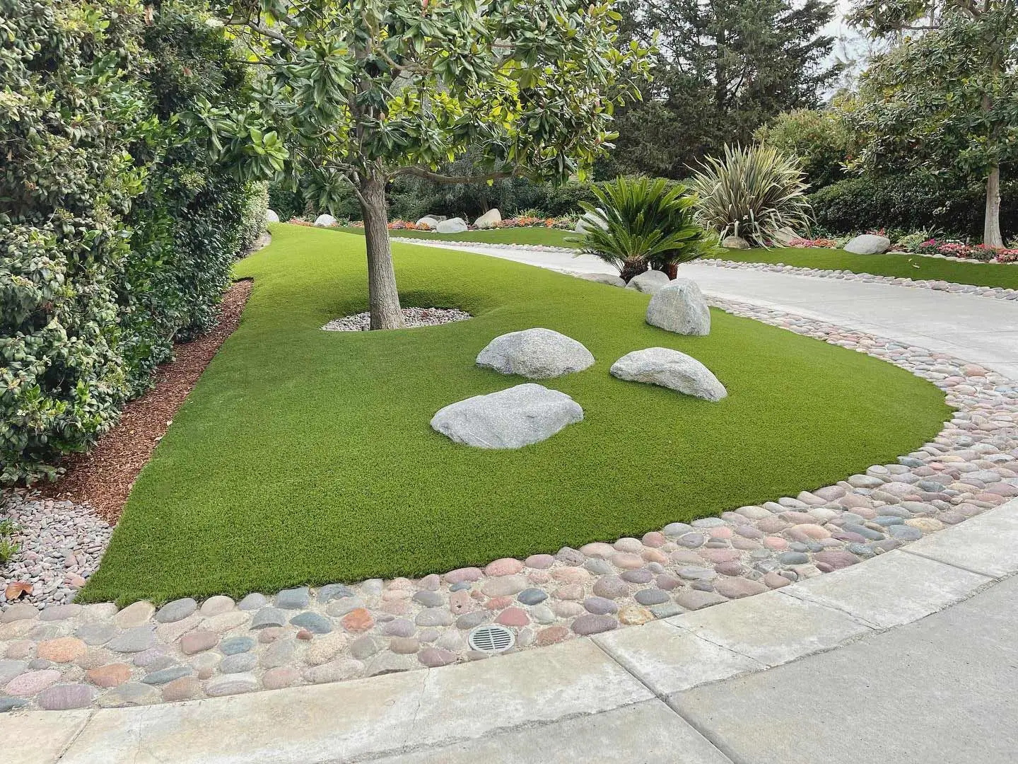 Pristine lawn around a tree and landscape hedges near San Diego, CA.