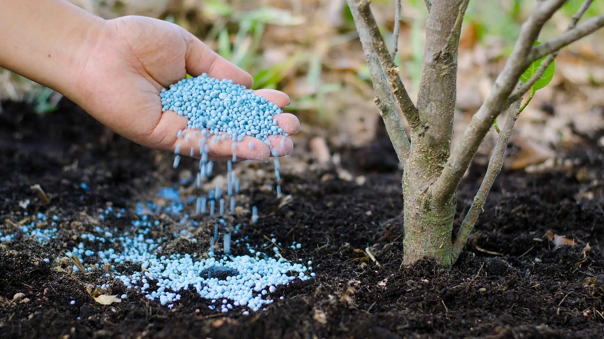 Spreading fertilizer around the base of a tree near Carlsbad, CA.