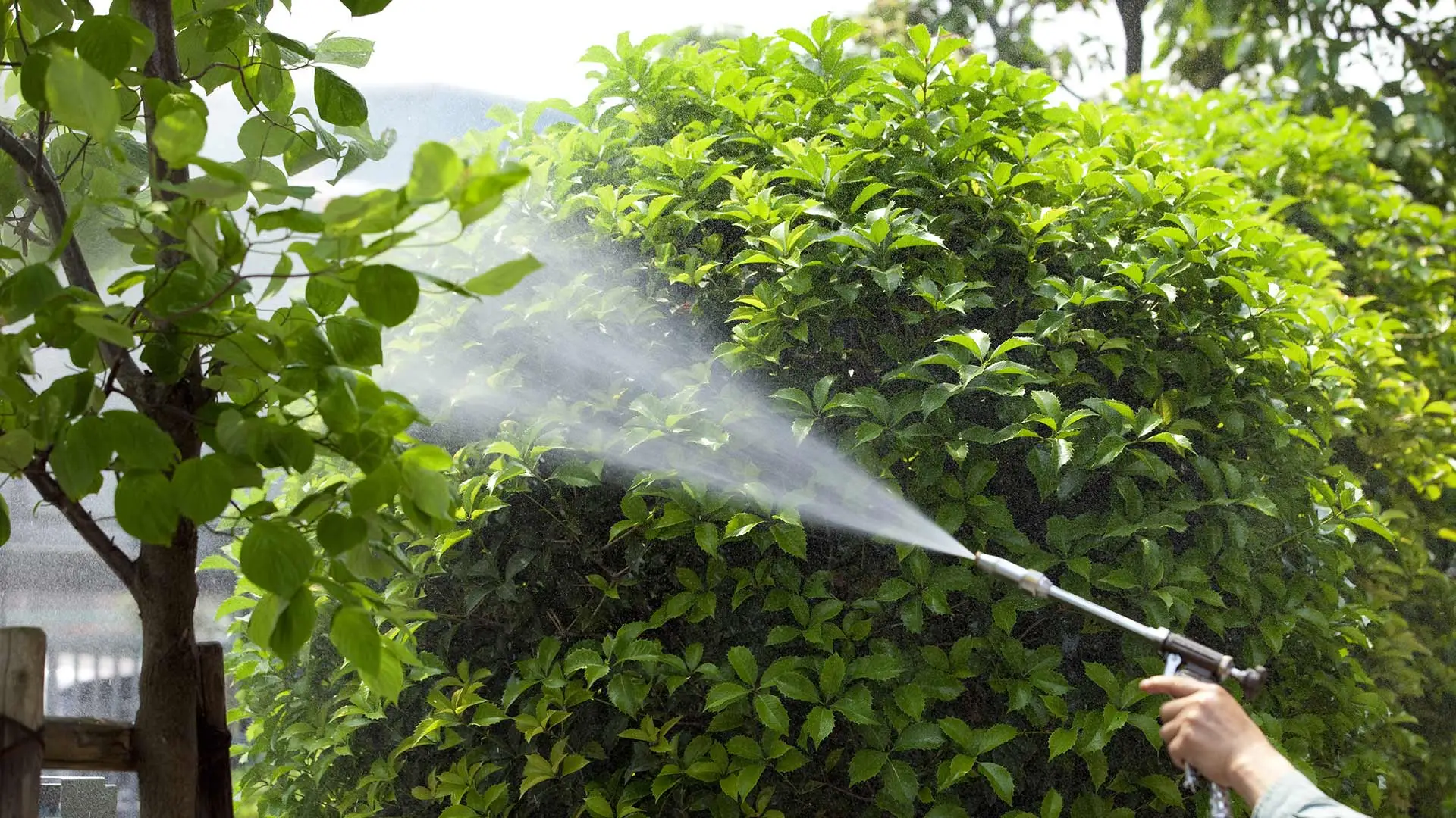 Tree expert applying insect control to tree leaves in Rancho Santa Fe, CA.