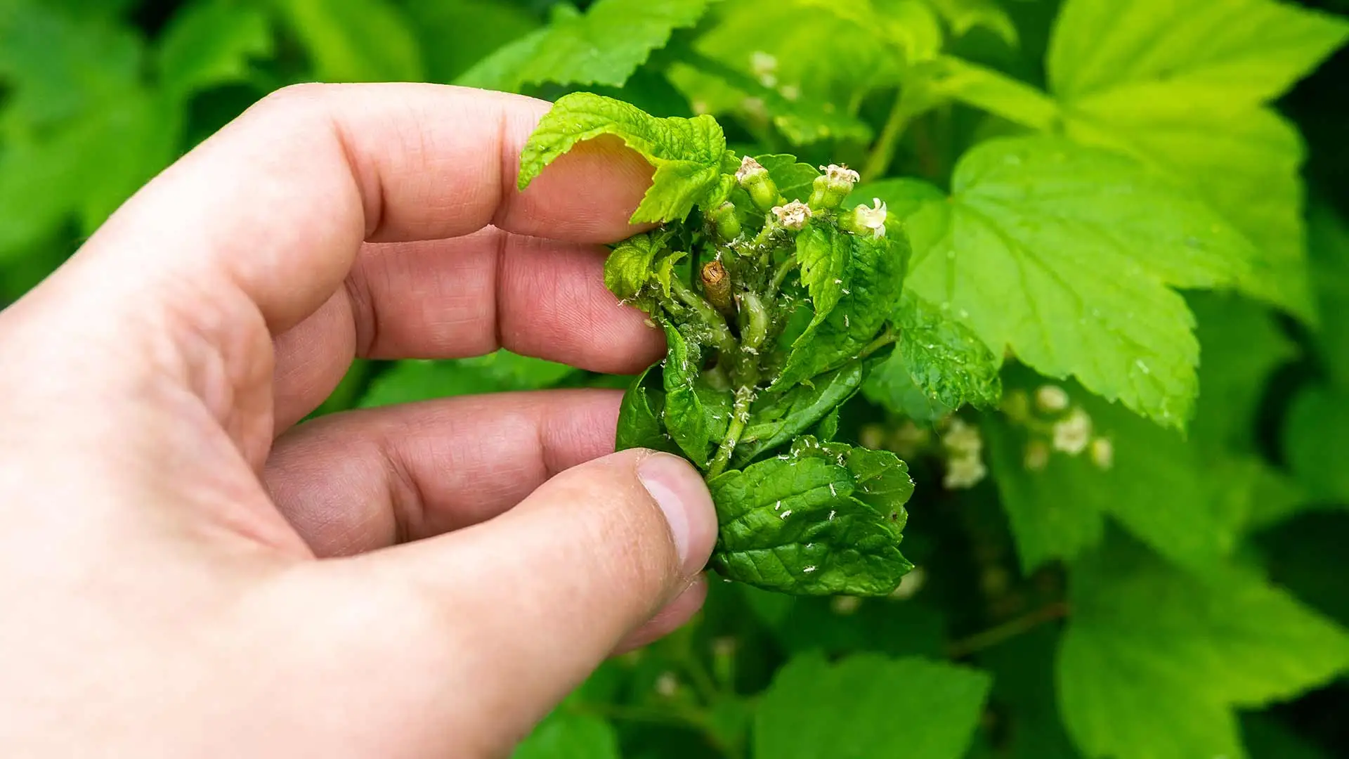 Tree care expert inspecting aphids infesting leaves on a tree in Del Mar, CA.