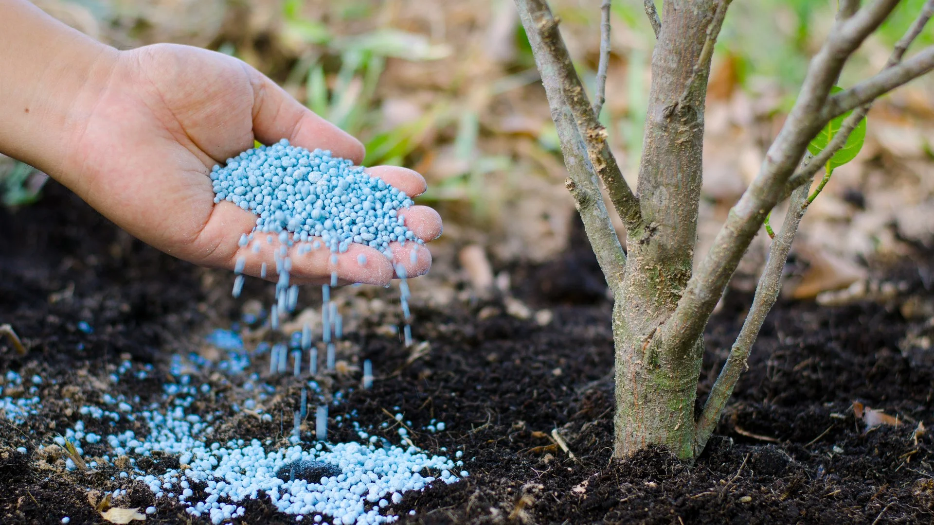 Tree Fertilization 101 - When, Why & How