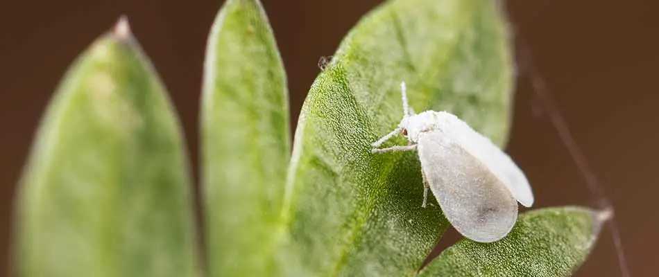 Close-up photo of a whitefly tree pest on green leaves near Encinitas, CA.