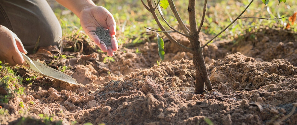 Granular fertilizer added to plant in landscape in Los Angeles County, CA.