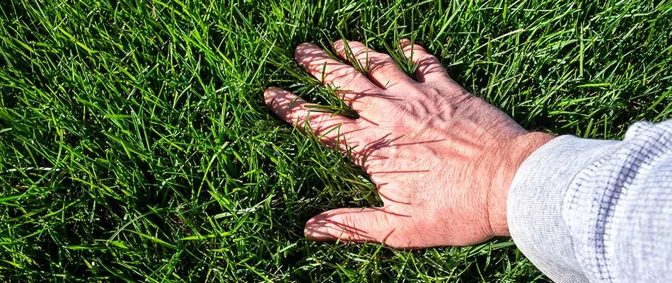 Lawn care pro's hand in deep green lawn grass near Del Mar, California.