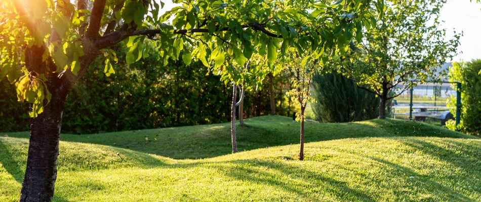 Landscape with healthy trees shown in Santa Barbara County, CA.