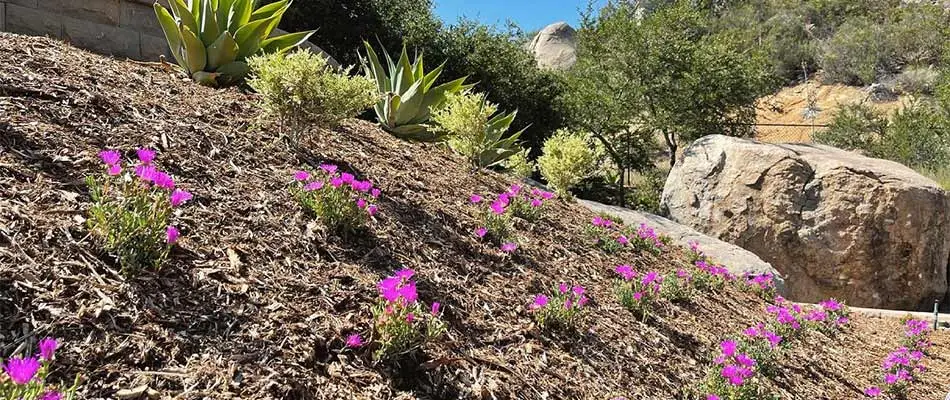 Incline landscape bed with blooming flowers at a home in Del Mar, CA.