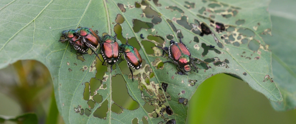 Japanese beetles eating away on a plant in Rancho Santa Fe, CA.
