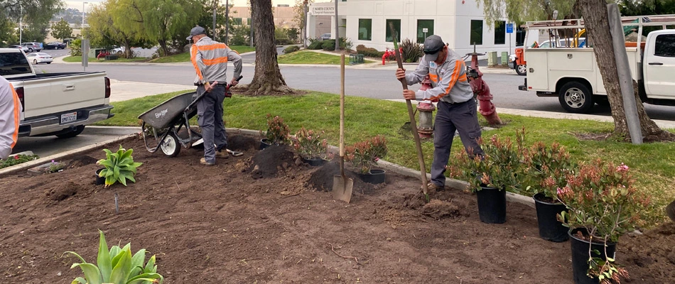 Landscape professionals installing plantings to landscape bed in Ventura, CA.