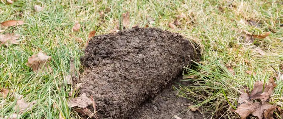 Lawn turf rolled up like a carpet from grub damage near Encinitas, CA.