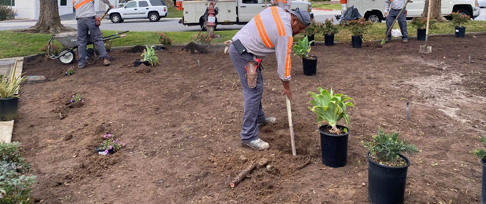MSE professionals installing plantings for a landscape in Riverside County, CA.