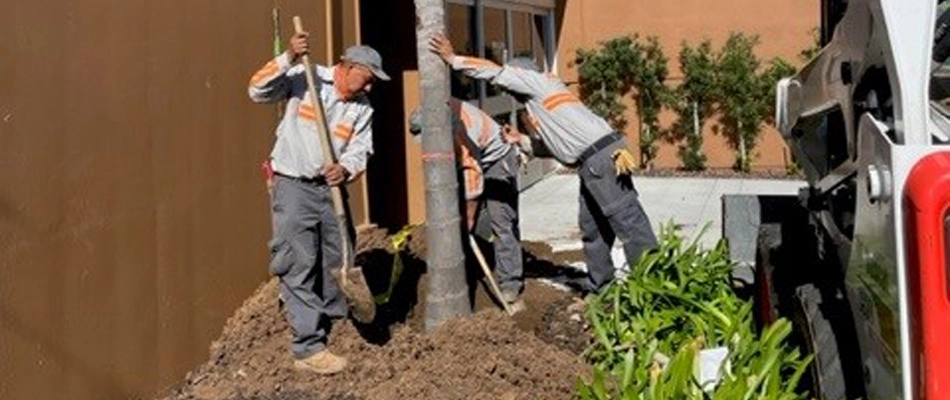 MSE professionals installing a palm tree in a property in Los Angeles, CA.