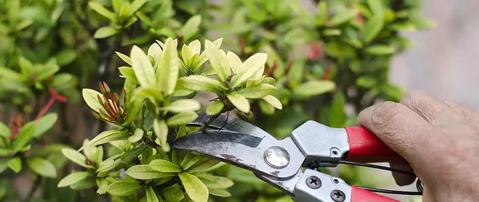 Pruning landscape shrubs with hand clippers in Carlsbad, CA.
