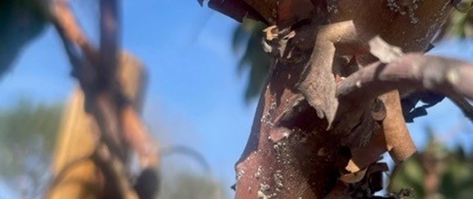 Scale insect damage shown in a tree in Riverside County, CA.