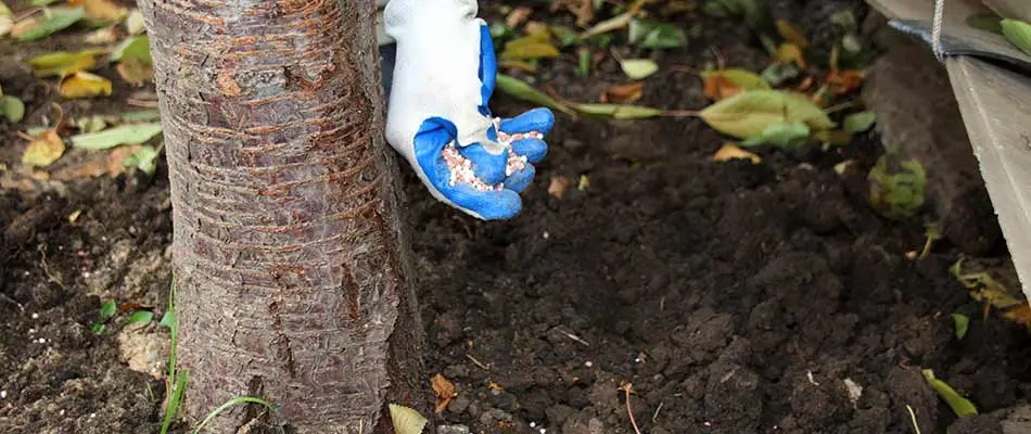 Spreading fertilizer around a tree trunk near La Jolla, California.