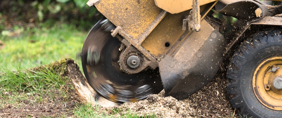 Stump grinding machinery being used to perform service in Santa Barbara, CA.