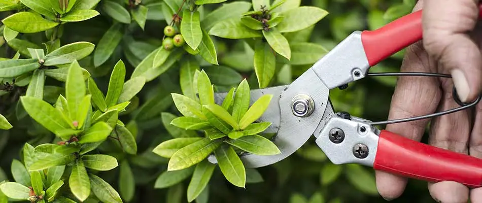 Trimming landscape shrubs with hand clippers in Carlsbad, CA.